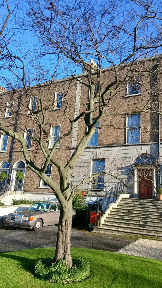 House Contents Auction This Tues 9th Dec 12:30pm - Image 4