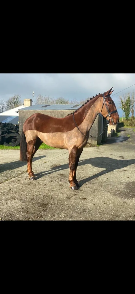 ☘️Lot 197 Goresbridge Friday 5th Dec☘️ - Image 1