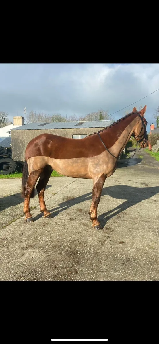 ☘️Lot 197 Goresbridge Friday 5th Dec☘️ - Image 2