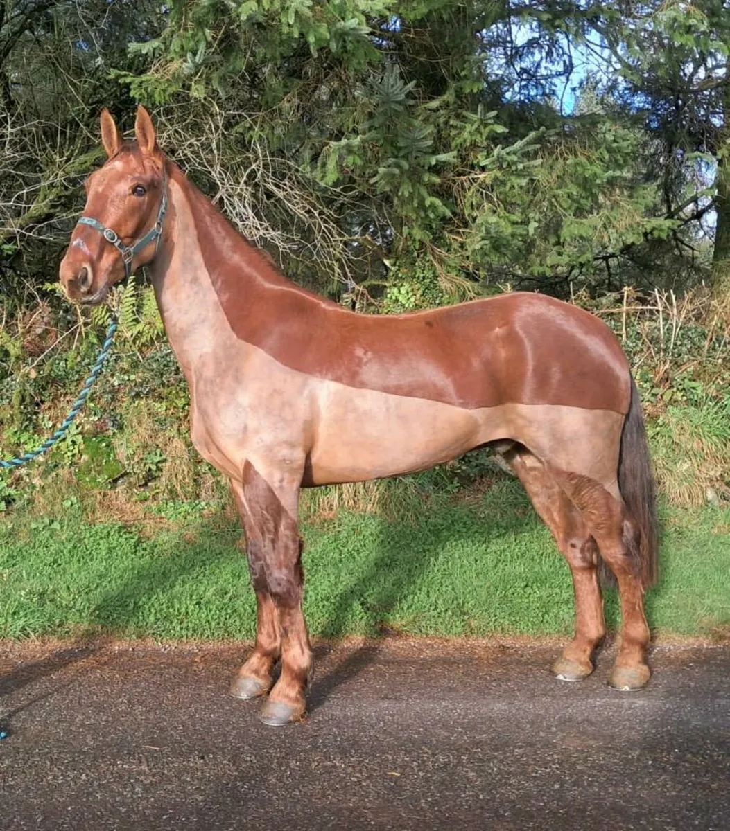 ☘️Lot 197 Goresbridge Friday 5th Dec☘️ - Image 3