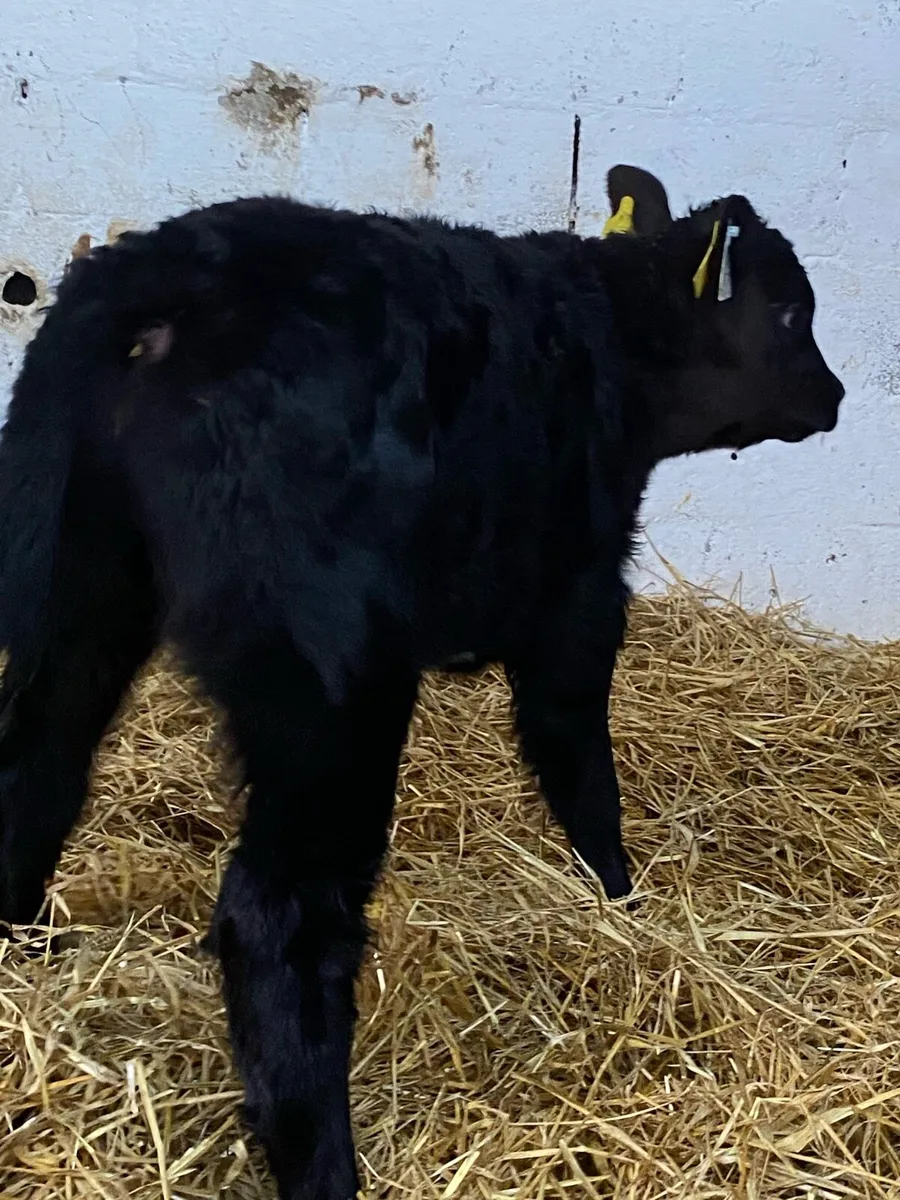 4 SUPER AA BULL CALVES - Image 1
