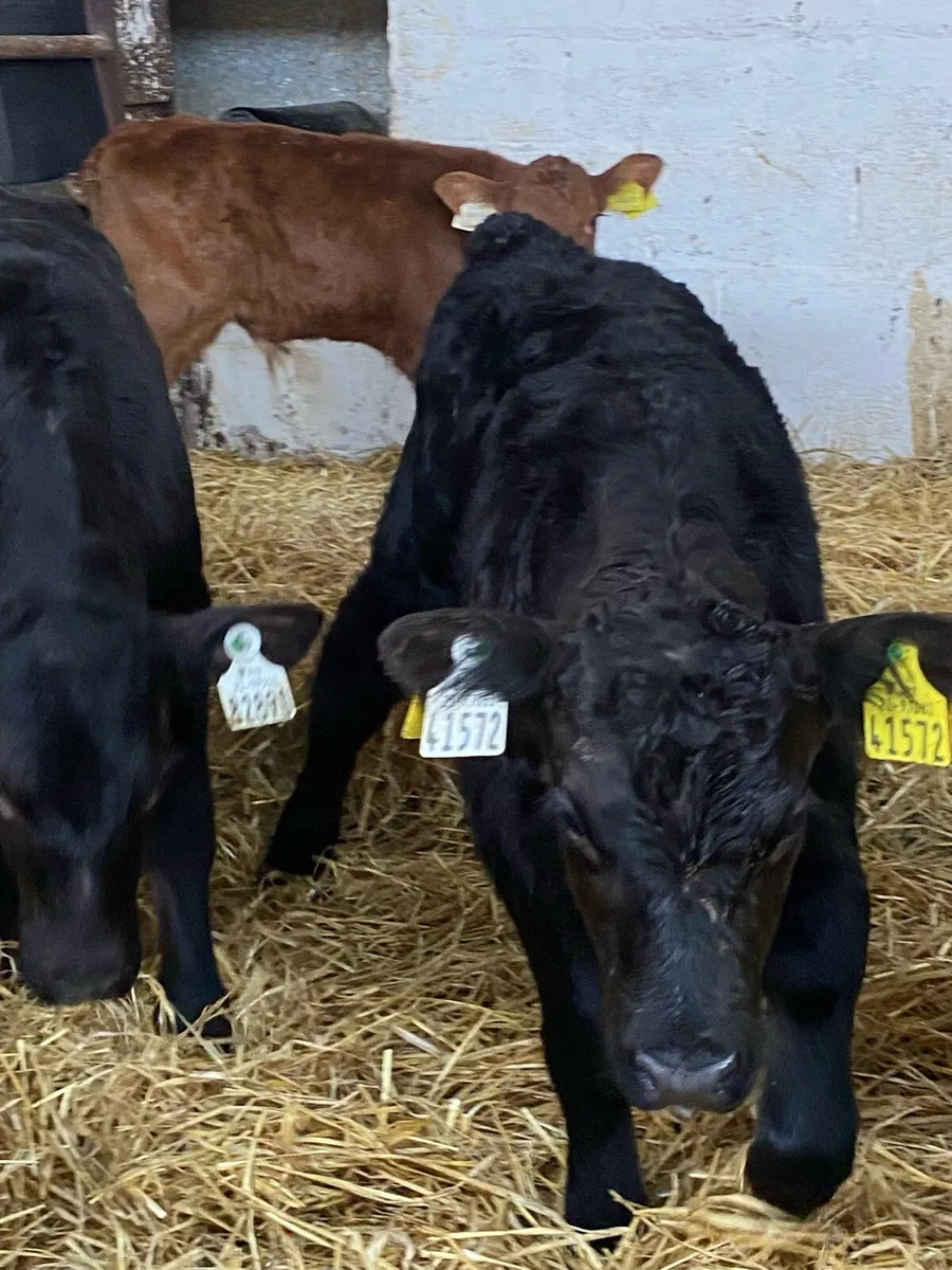 4 SUPER AA BULL CALVES - Image 2