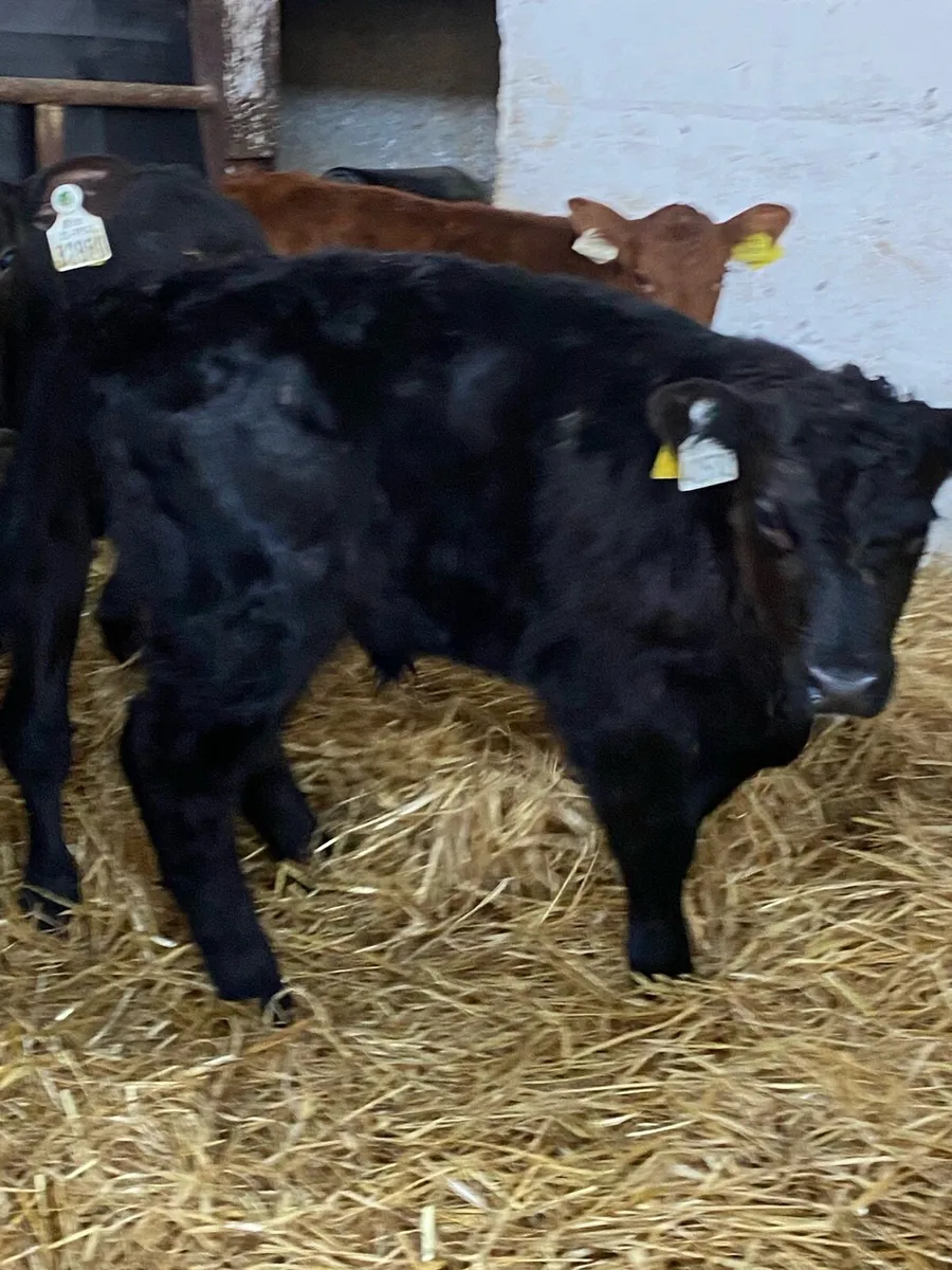 4 SUPER AA BULL CALVES - Image 3