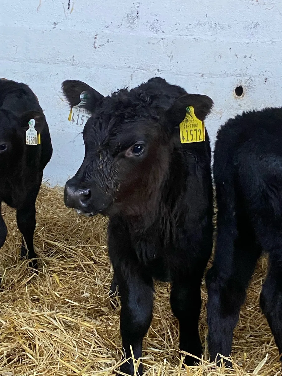 4 SUPER AA BULL CALVES - Image 4