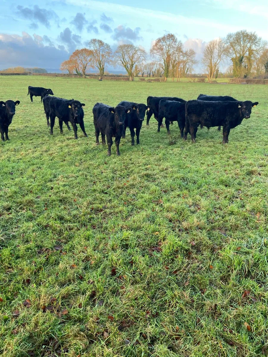 Weaning  bulls - Image 1