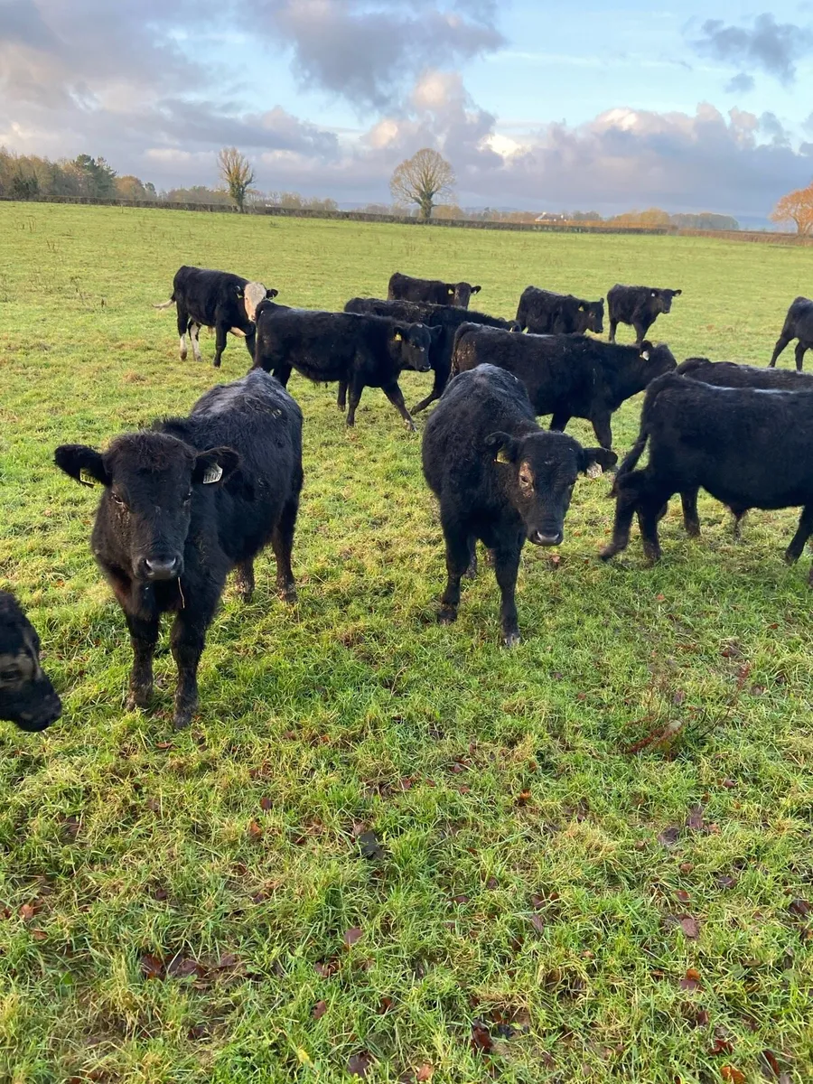 Weaning  bulls - Image 2