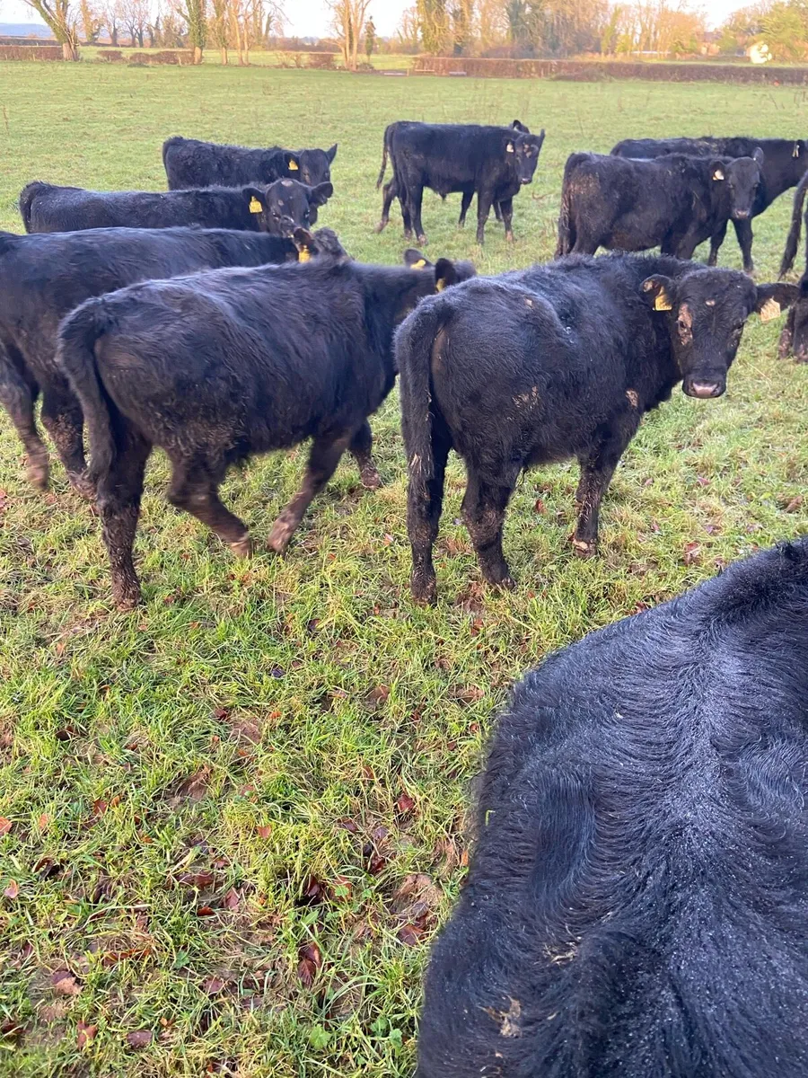 Weaning  bulls - Image 3