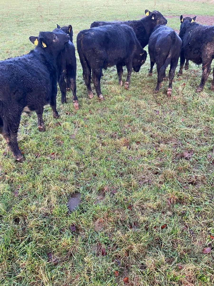 Weaning  bulls - Image 4