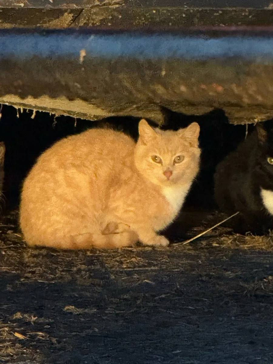 Farm cats - Image 1