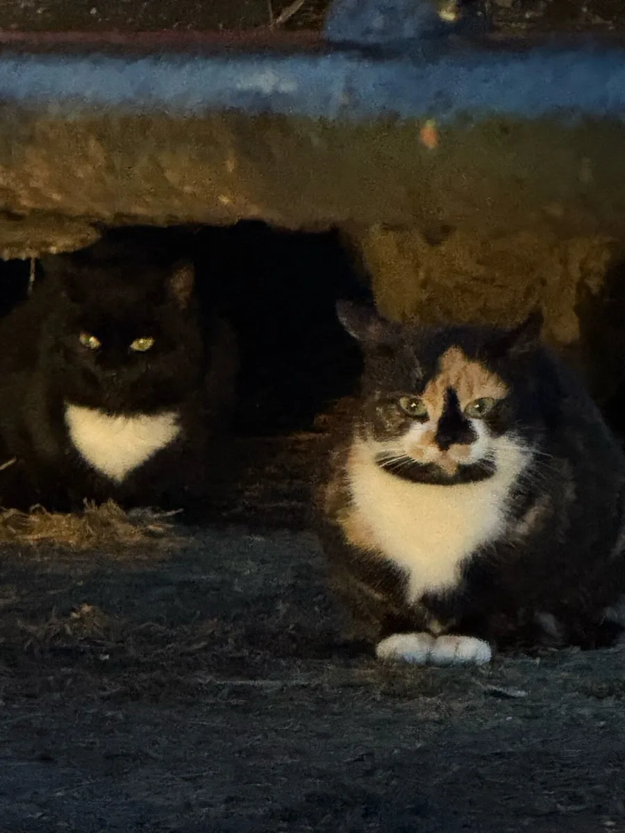 Farm cats - Image 2