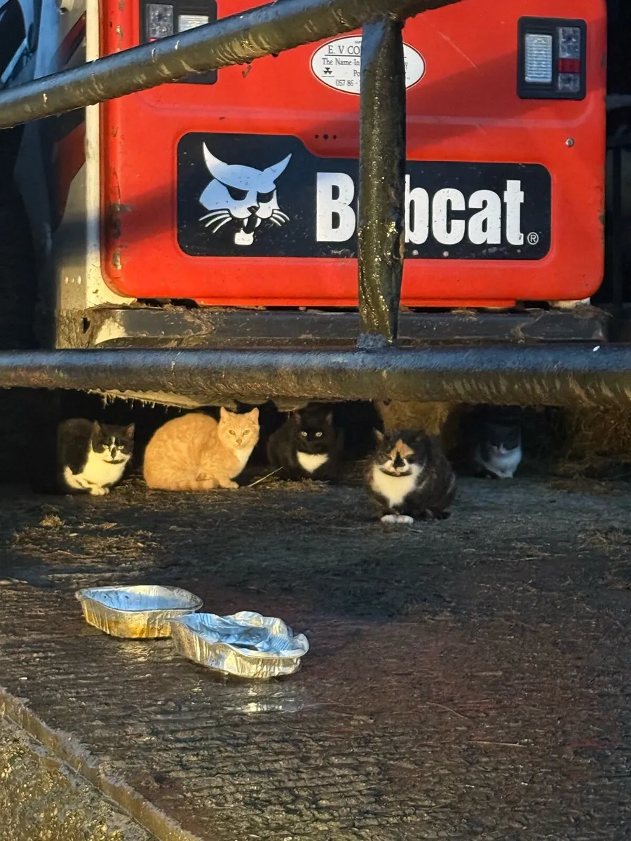 Farm cats - Image 3