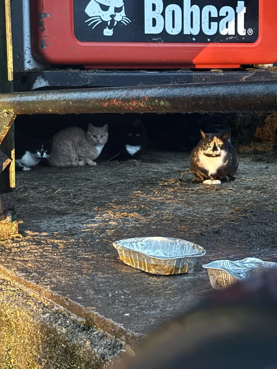 Farm cats - Image 4