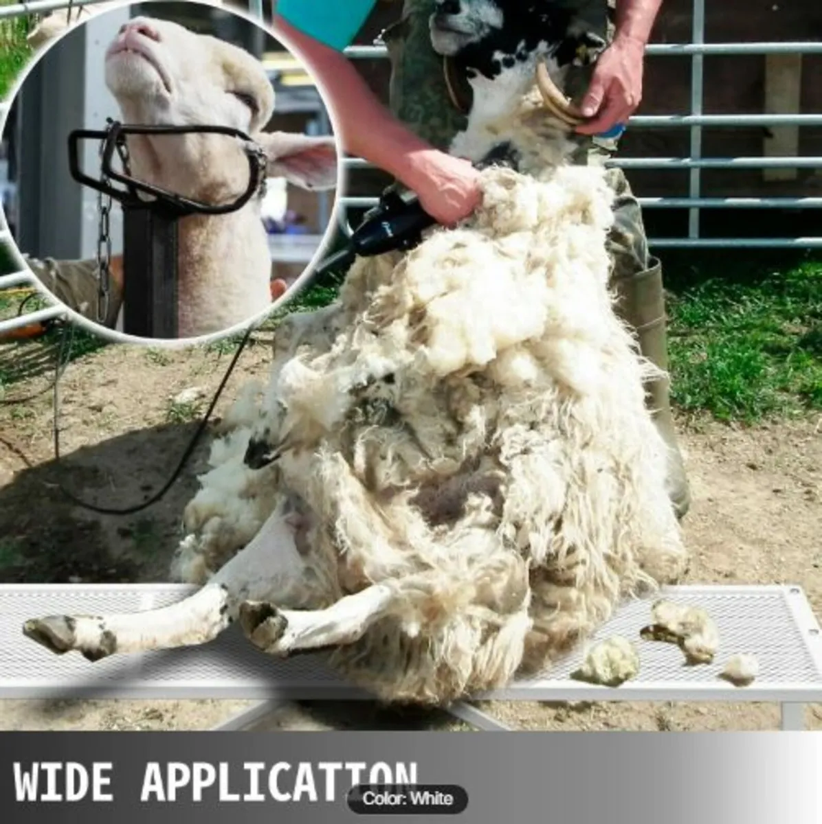 Livestock Stand 51x23 inches, Trimming Stand - Image 3