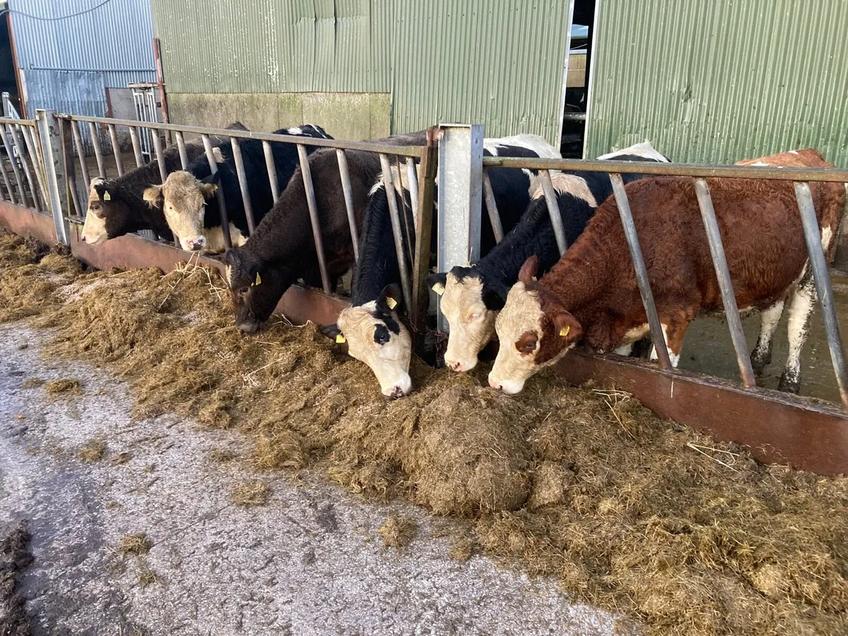 Fleckvieh incalf hefiers