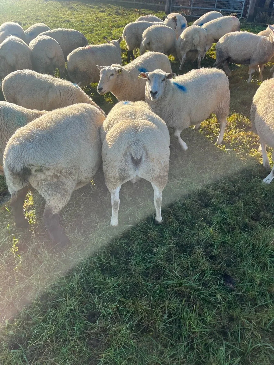 Heavy ewes in lamb - Image 1