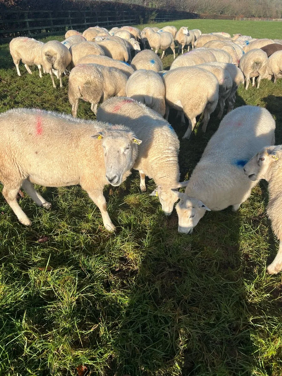 Heavy ewes in lamb - Image 2