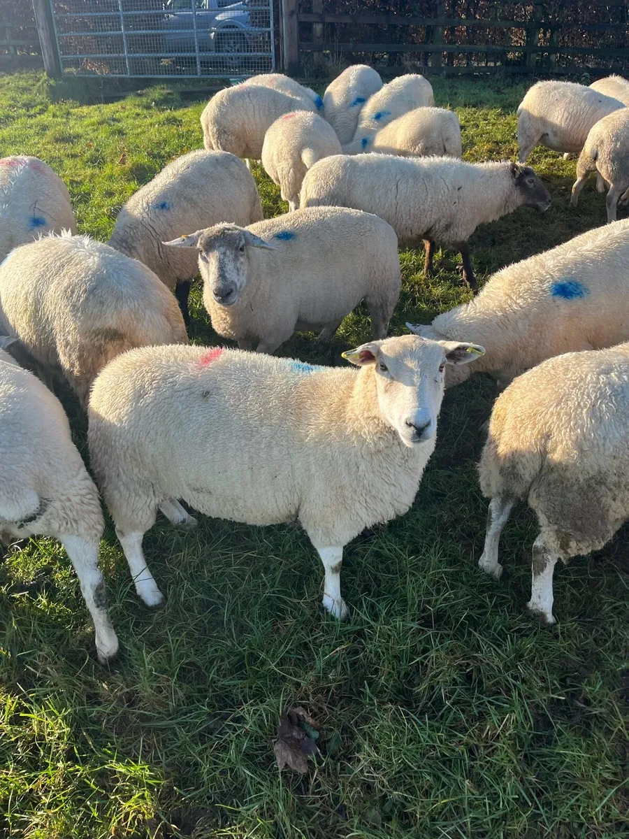 Heavy ewes in lamb - Image 4
