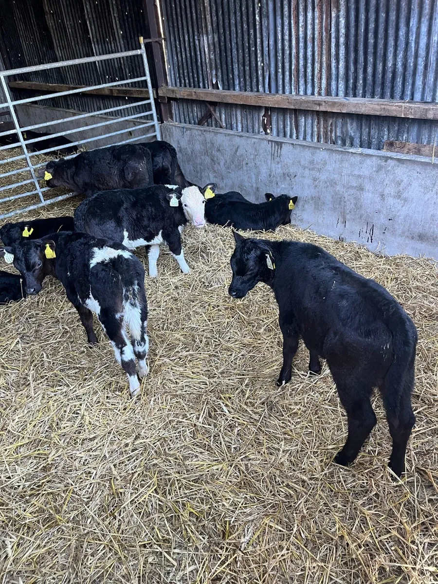 30 Angus an Hereford heifer sucks - Image 1