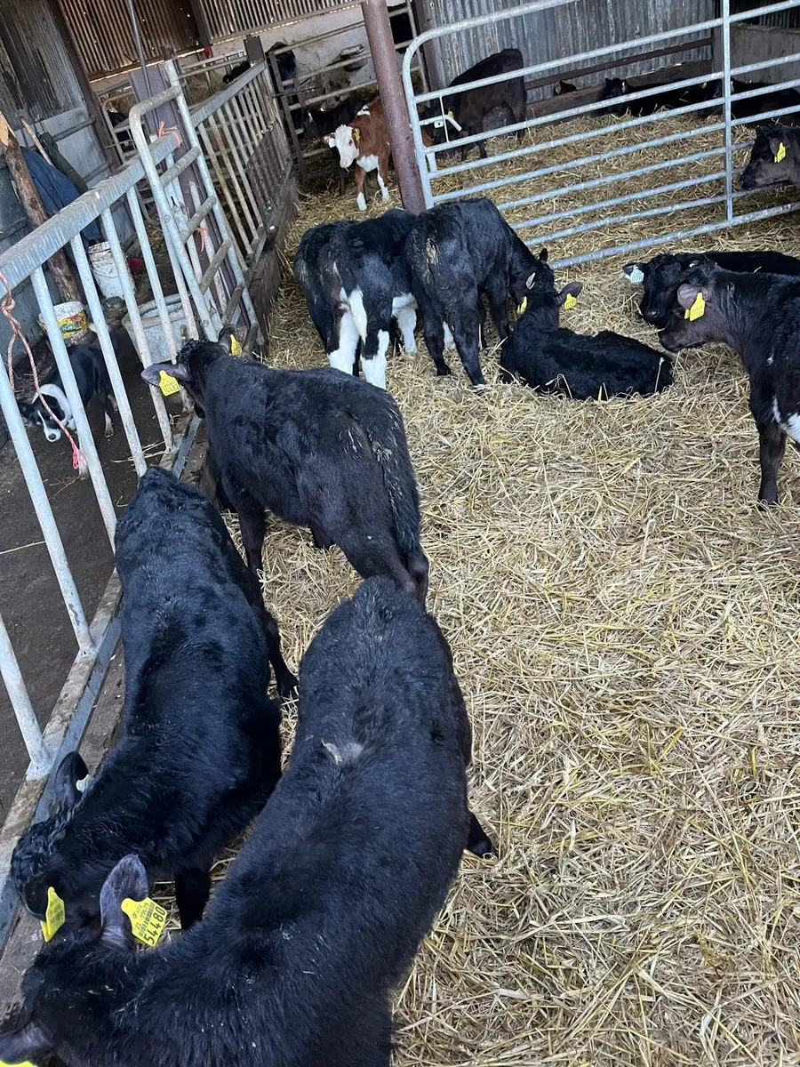 30 Angus an Hereford heifer sucks - Image 2