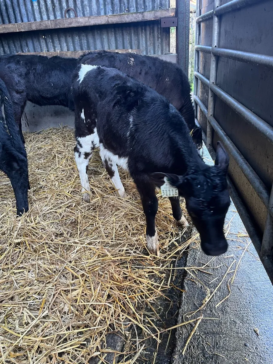 30 Angus an Hereford heifer sucks - Image 4