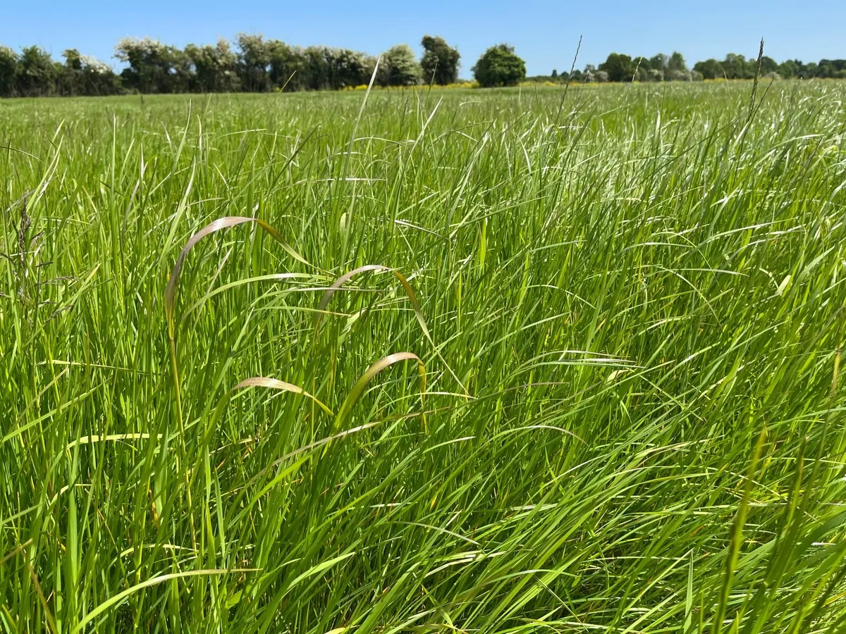 Premium Quality Haylage for Sale - Image 2