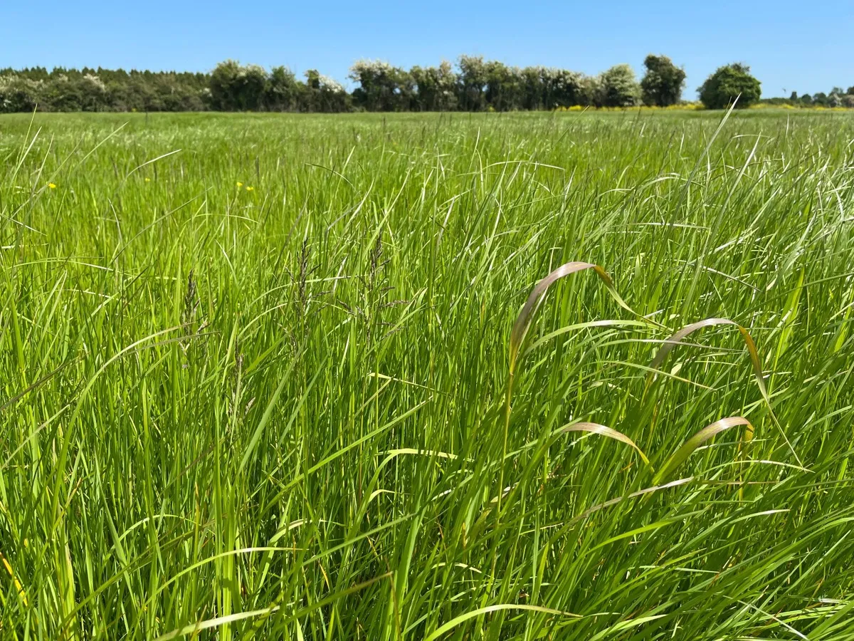 Premium Quality Haylage for Sale - Image 3