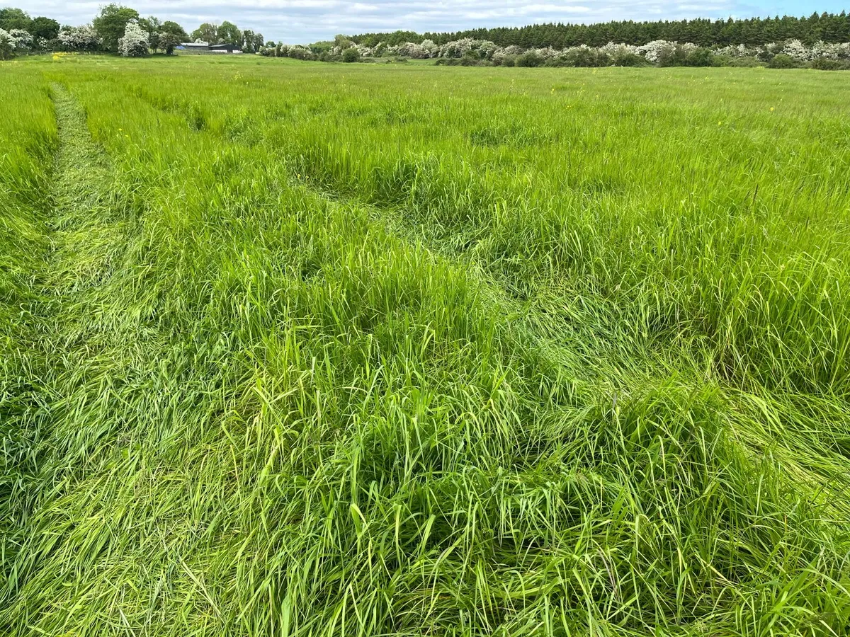 Premium Quality Haylage for Sale - Image 4