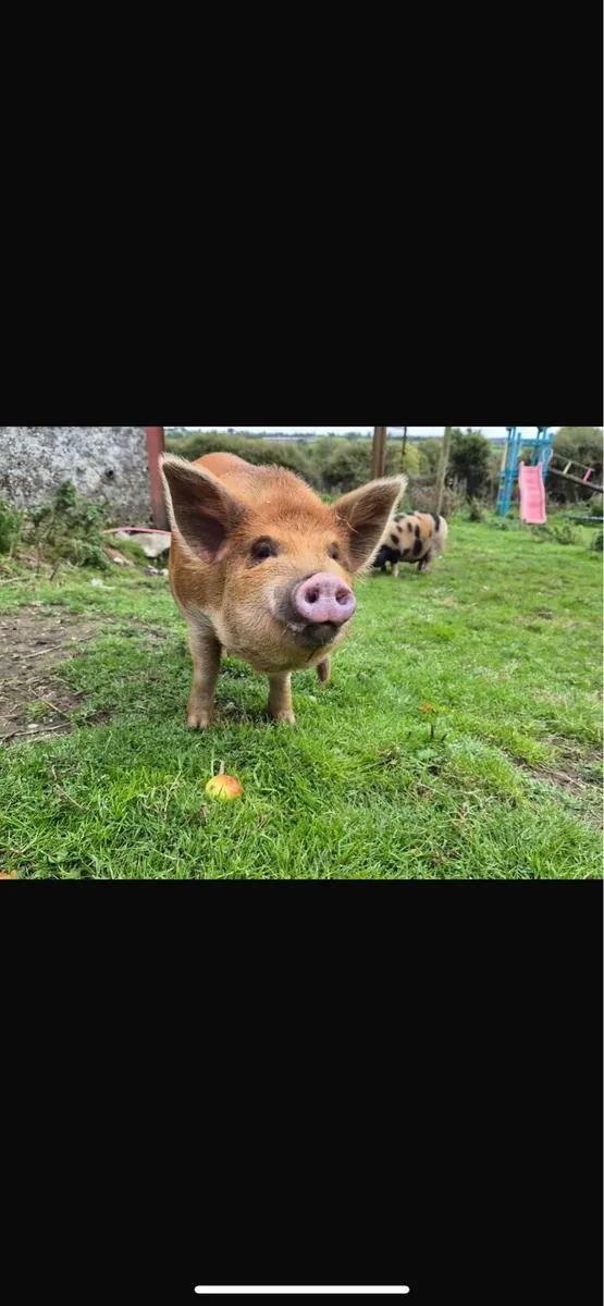 Kune kune pigs - Image 2