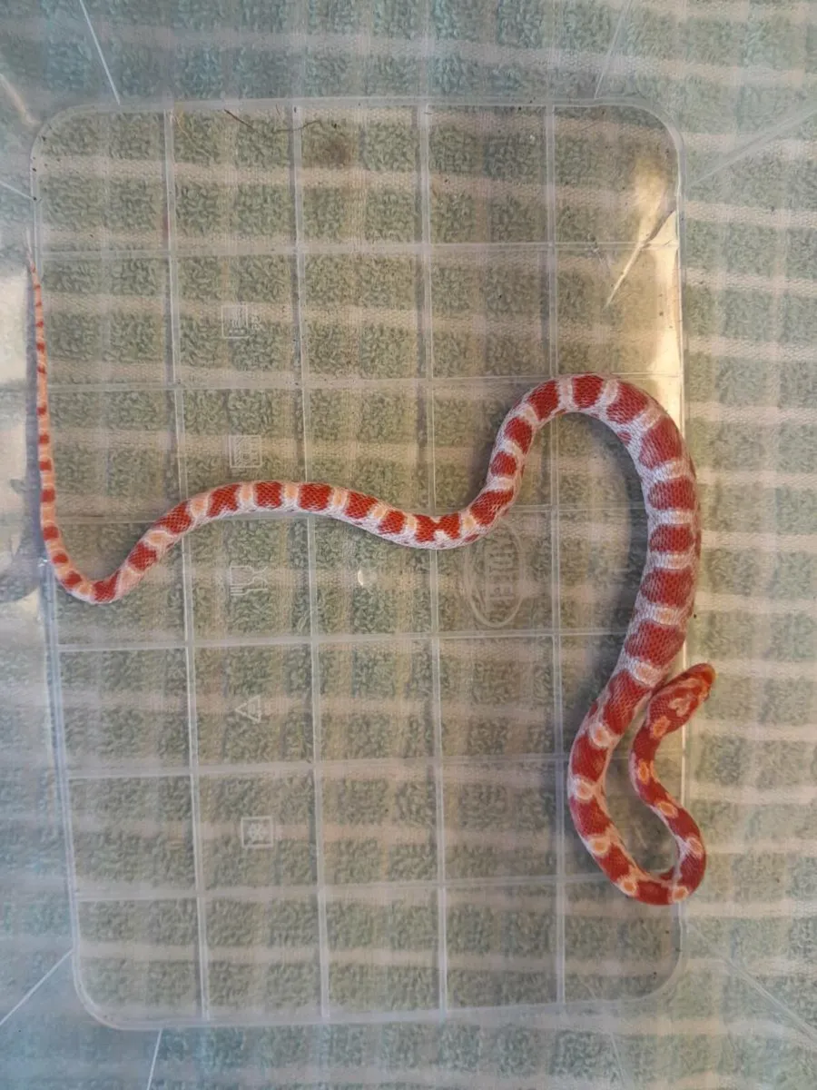 Candy Red corn snake 🐍 - Image 2