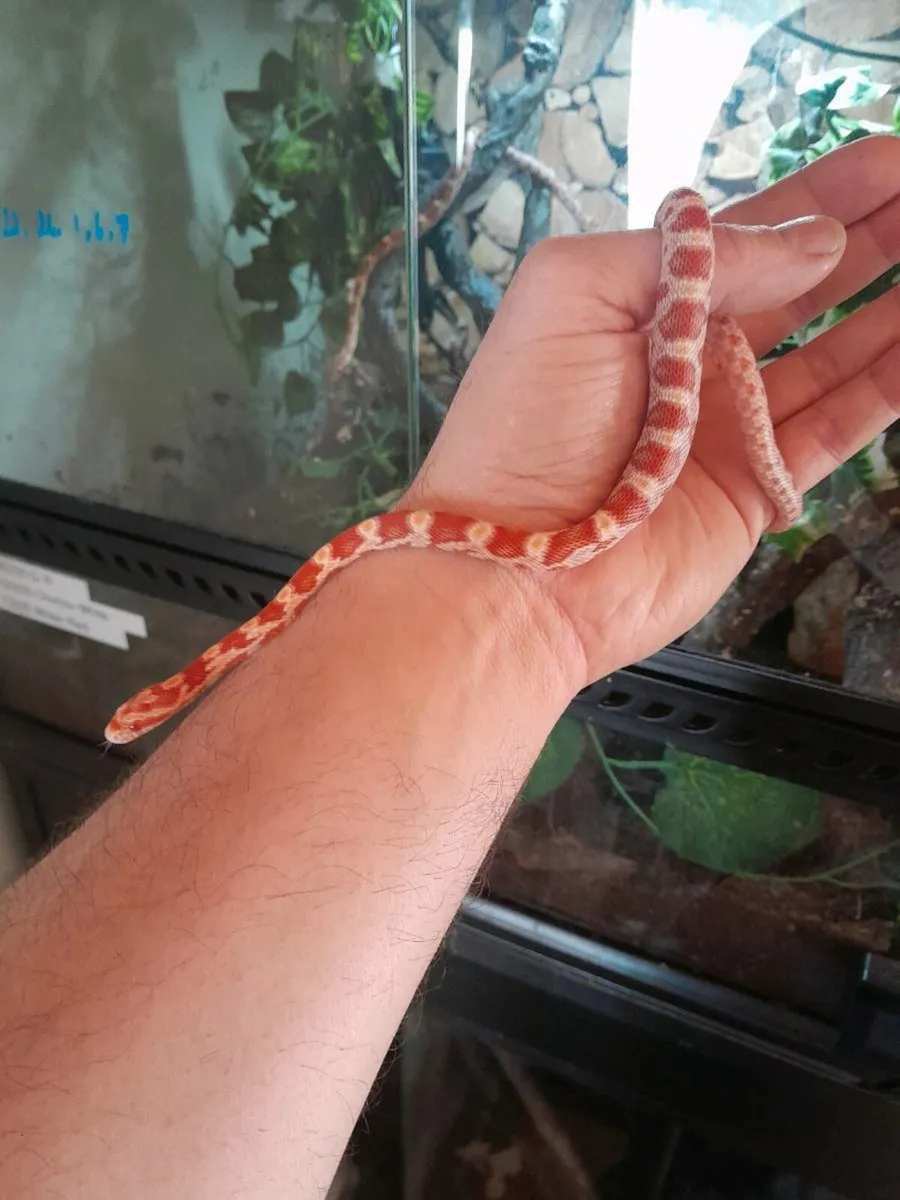 Candy Red corn snake 🐍 - Image 1