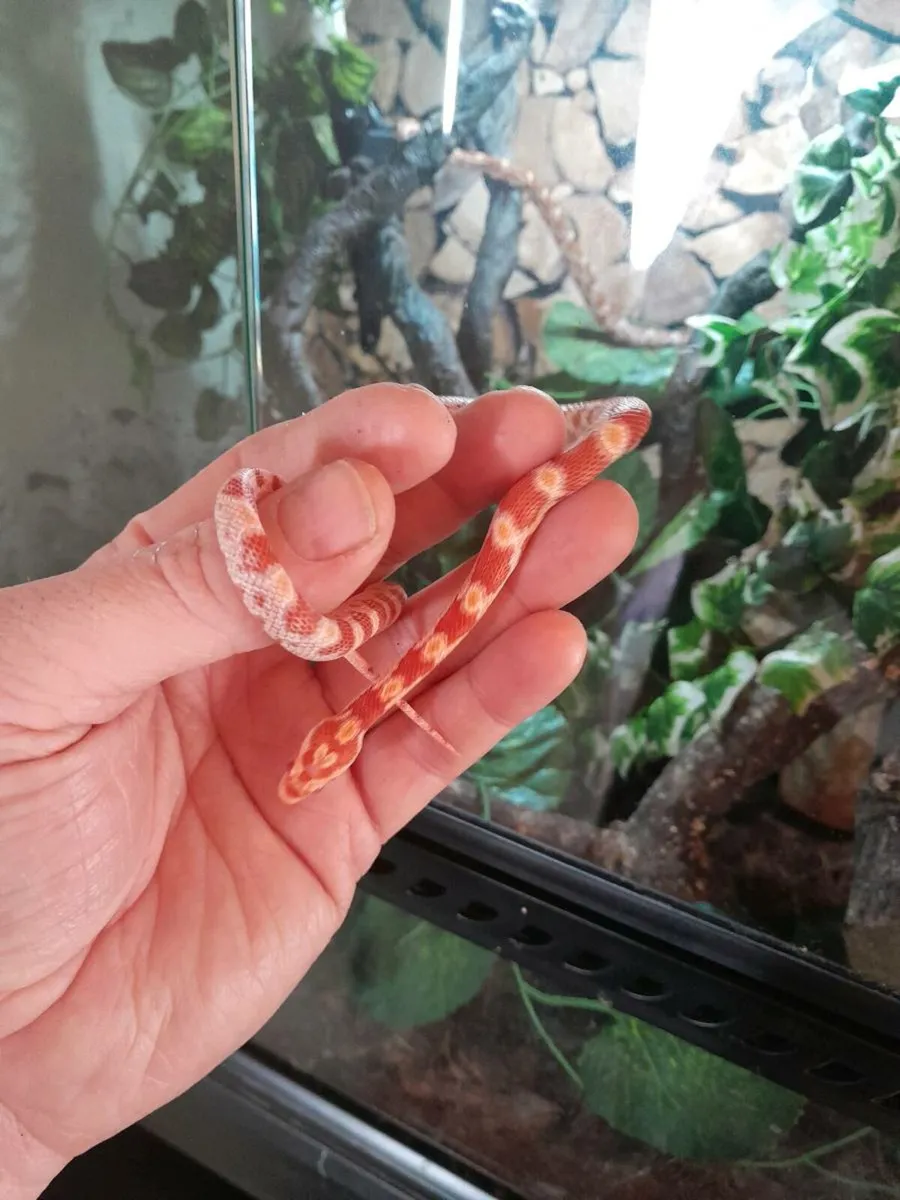 Candy Red corn snake 🐍 - Image 3