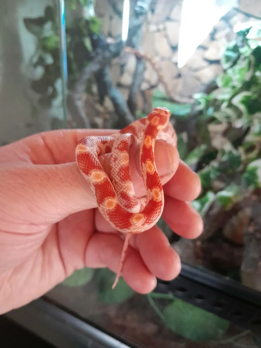 Candy Red corn snake 🐍 - Image 4