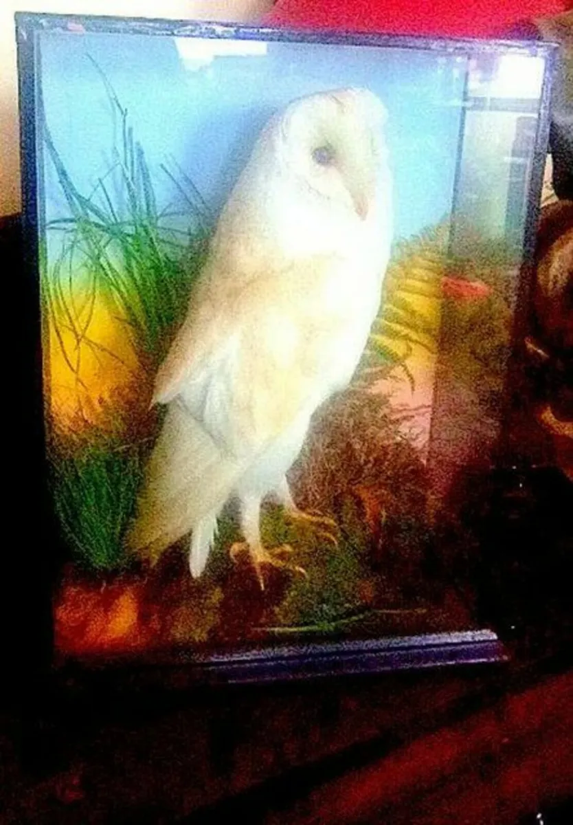 Vintage Taxidermy Barn Owl & Display Case - Image 1