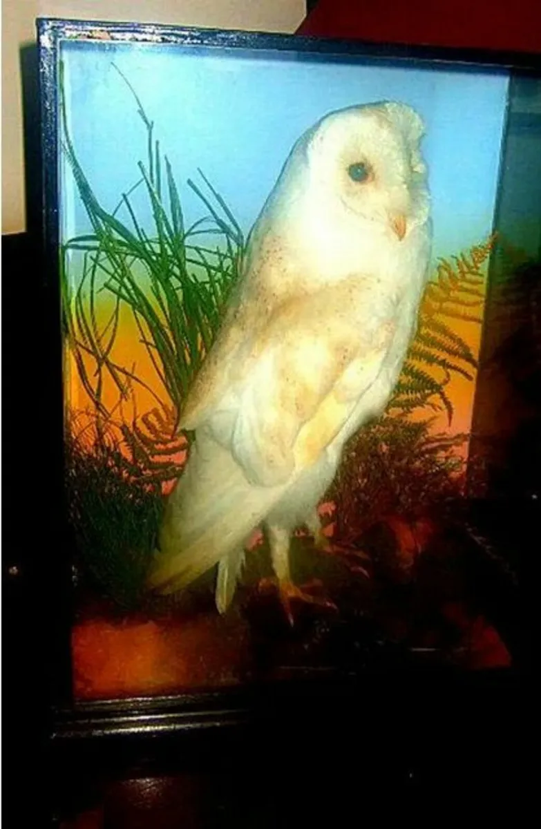 Vintage Taxidermy Barn Owl & Display Case - Image 4