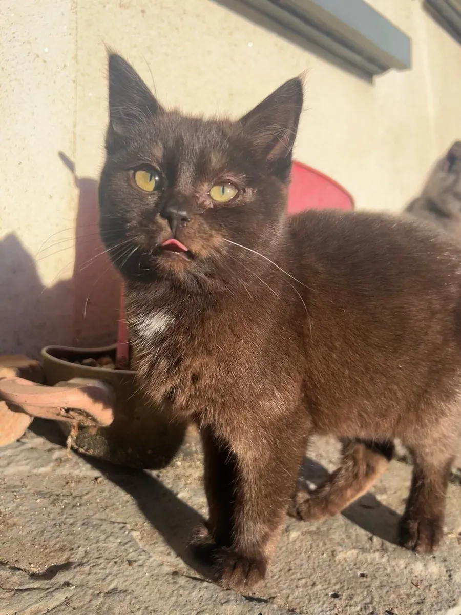 Affectionate cross-bred kittens - Image 2