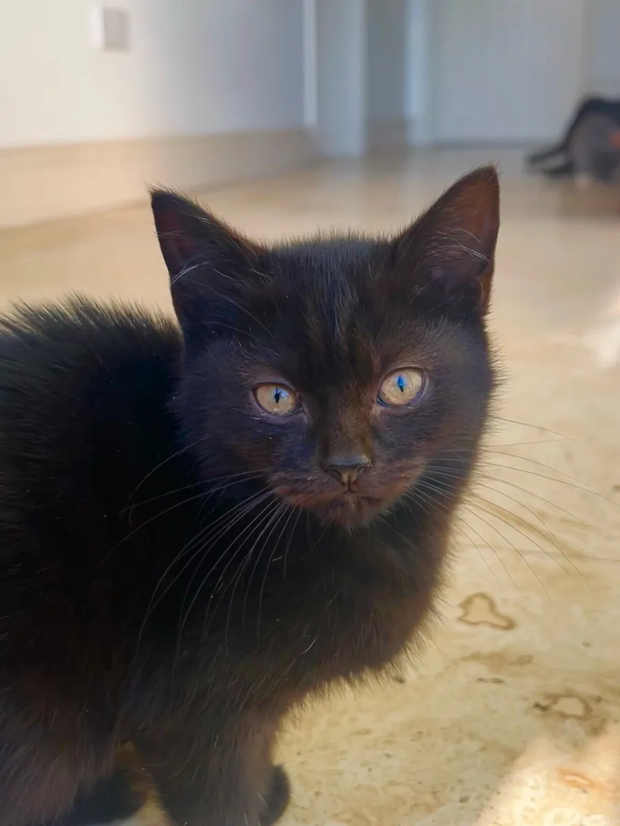 Affectionate cross-bred kittens - Image 3