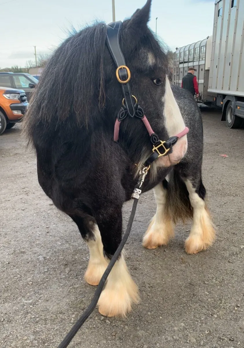 3yr Blue Roan Gypsy Cob Gelding - Image 2
