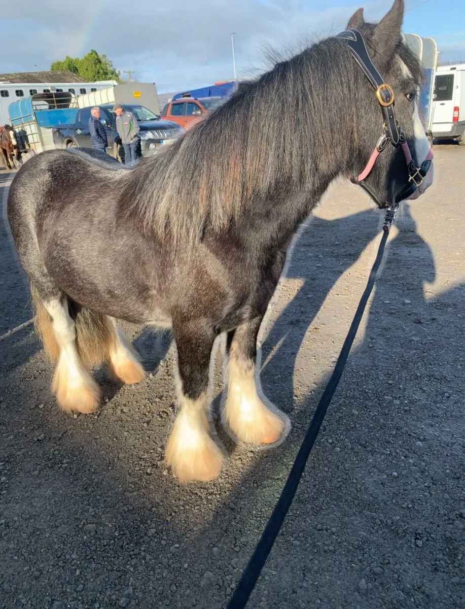 3yr Blue Roan Gypsy Cob Gelding - Image 3