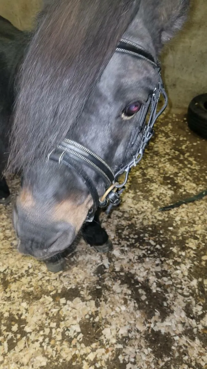 Teddy 10yr 36" Black Shetland Stallion - Image 2