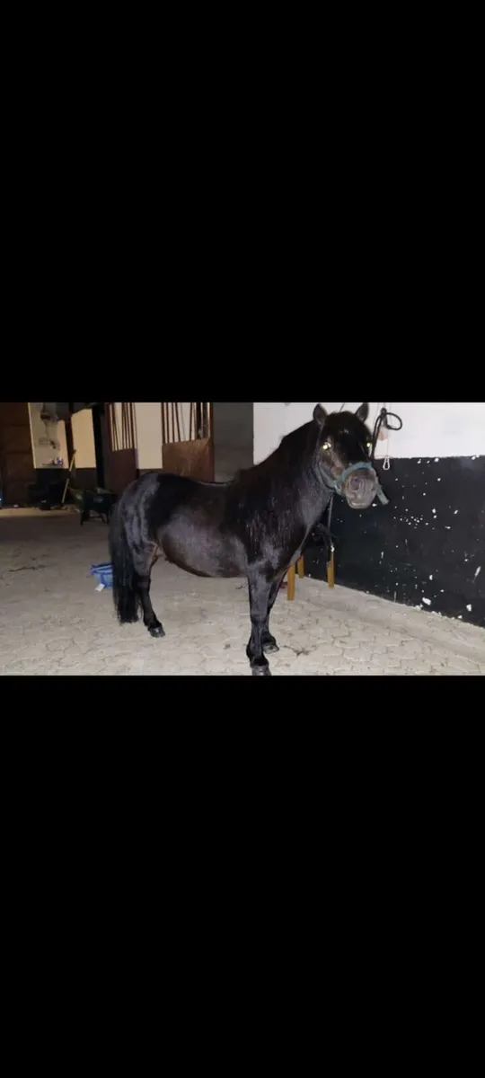 Teddy 10yr 36" Black Shetland Stallion - Image 4
