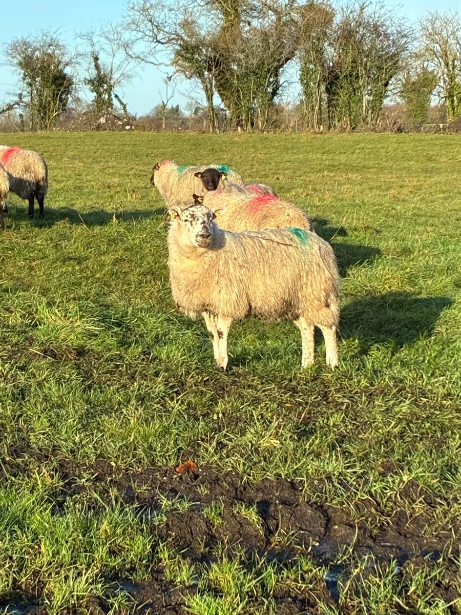 Ewe lambs - Image 1