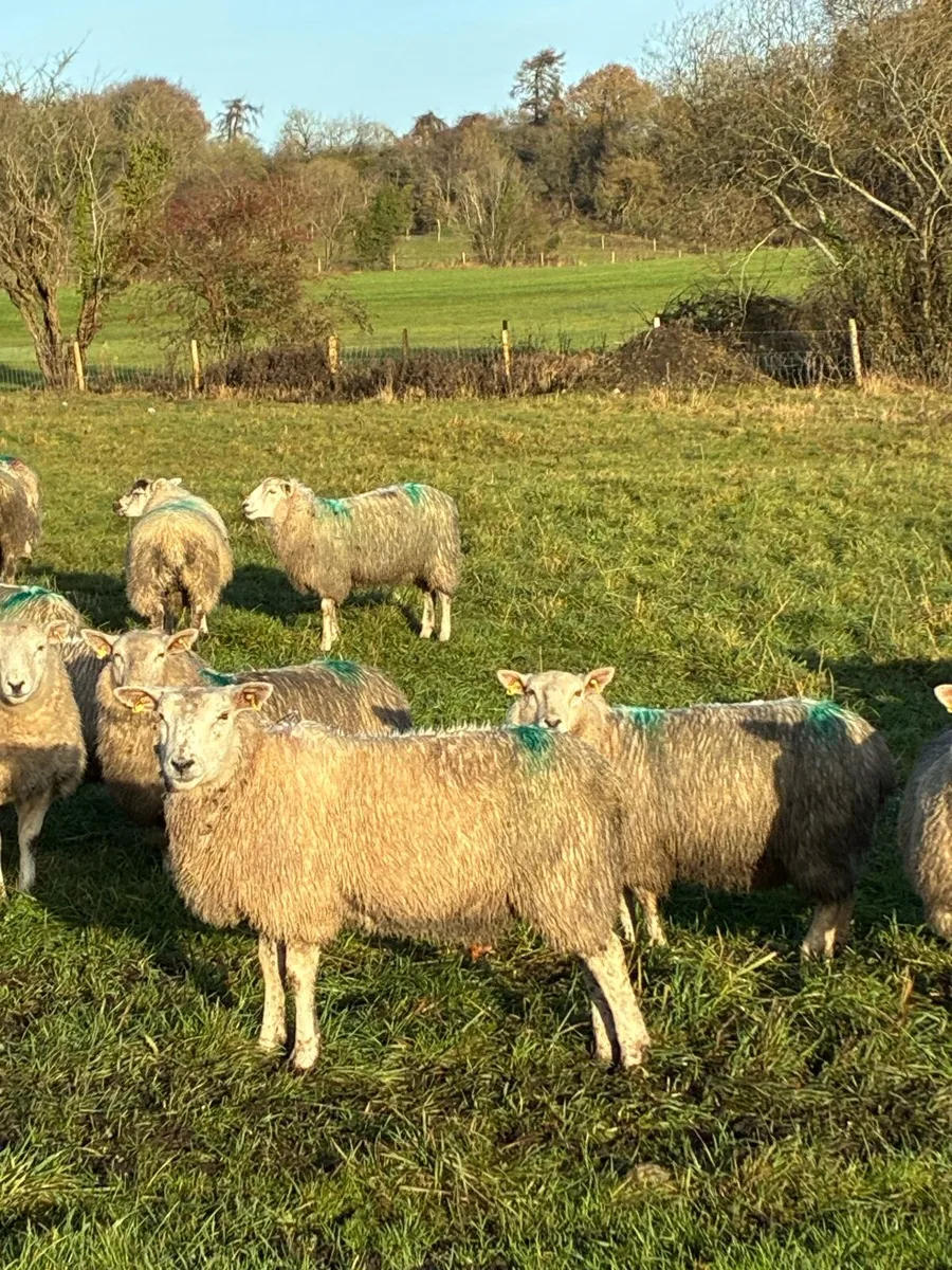 Ewe lambs - Image 2