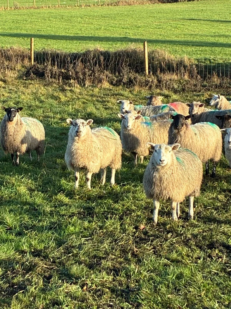 Ewe lambs - Image 3