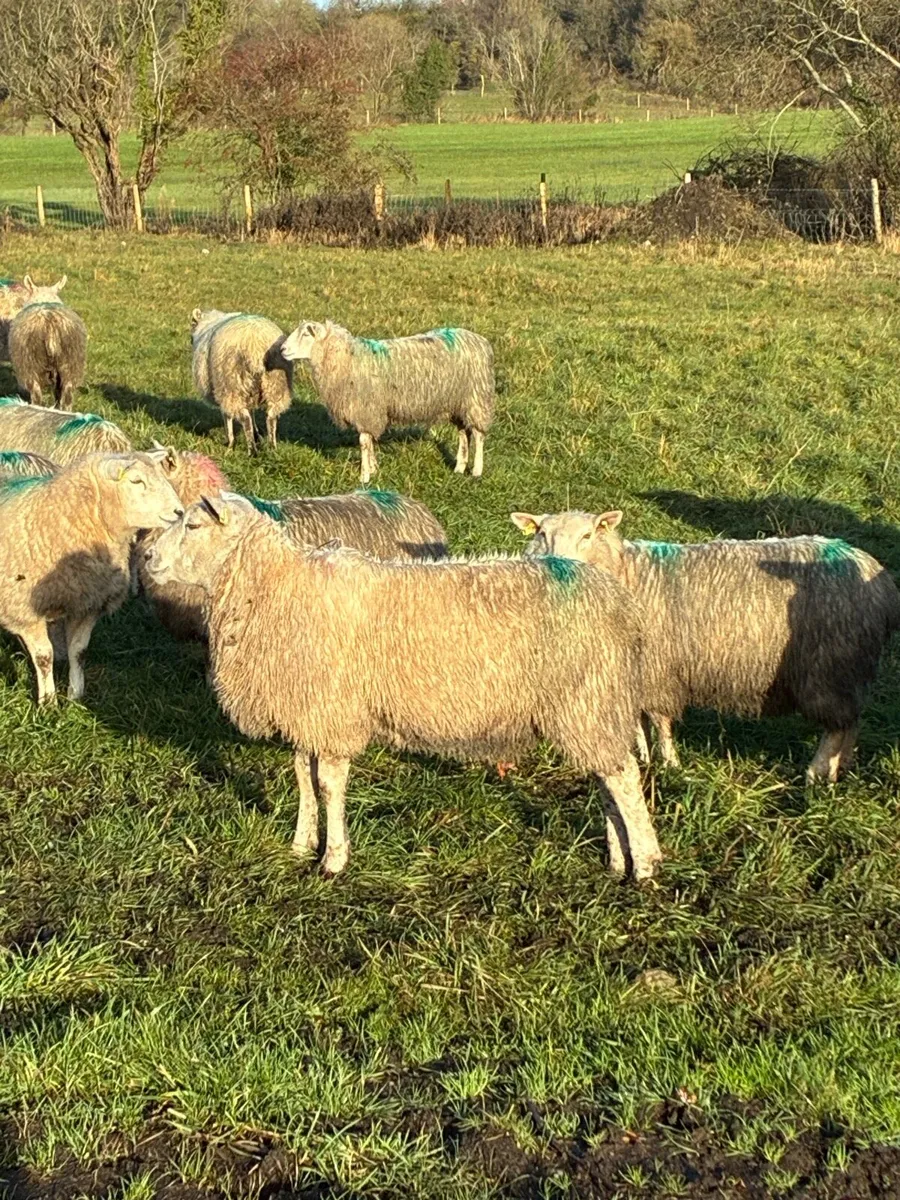 Ewe lambs - Image 4