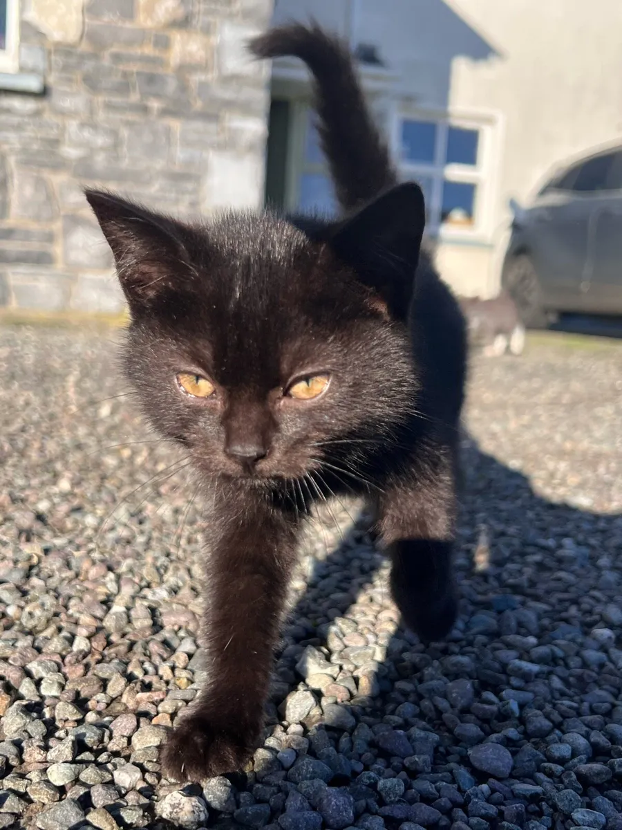 Affectionate cross-bred kittens - Image 4