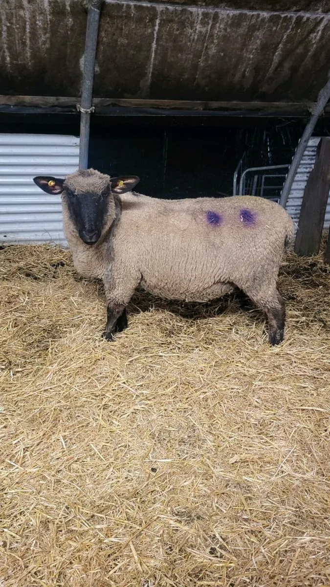 2 INLAMB HOGGETS - Image 1