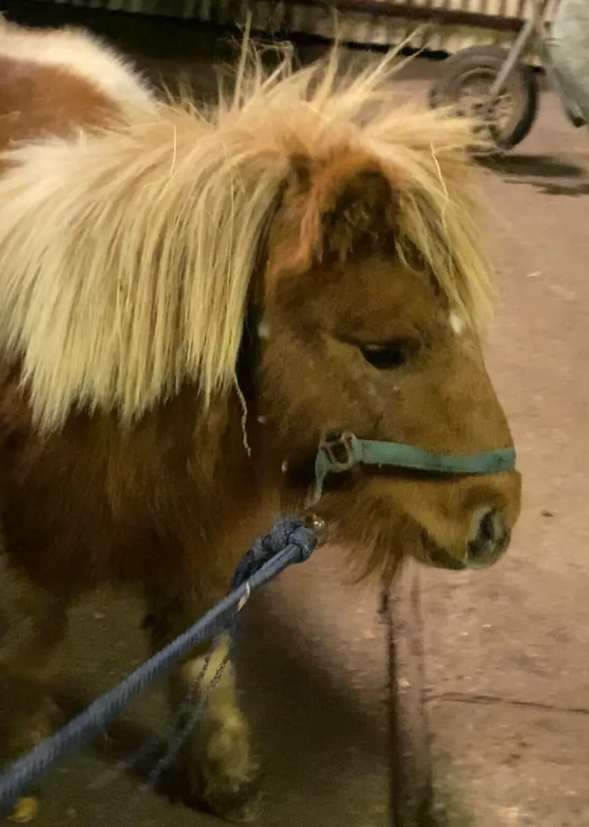 Miniature Colt - Image 1