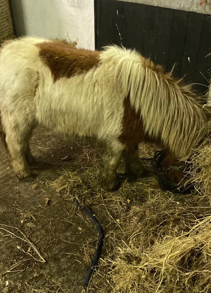 Miniature Colt - Image 2