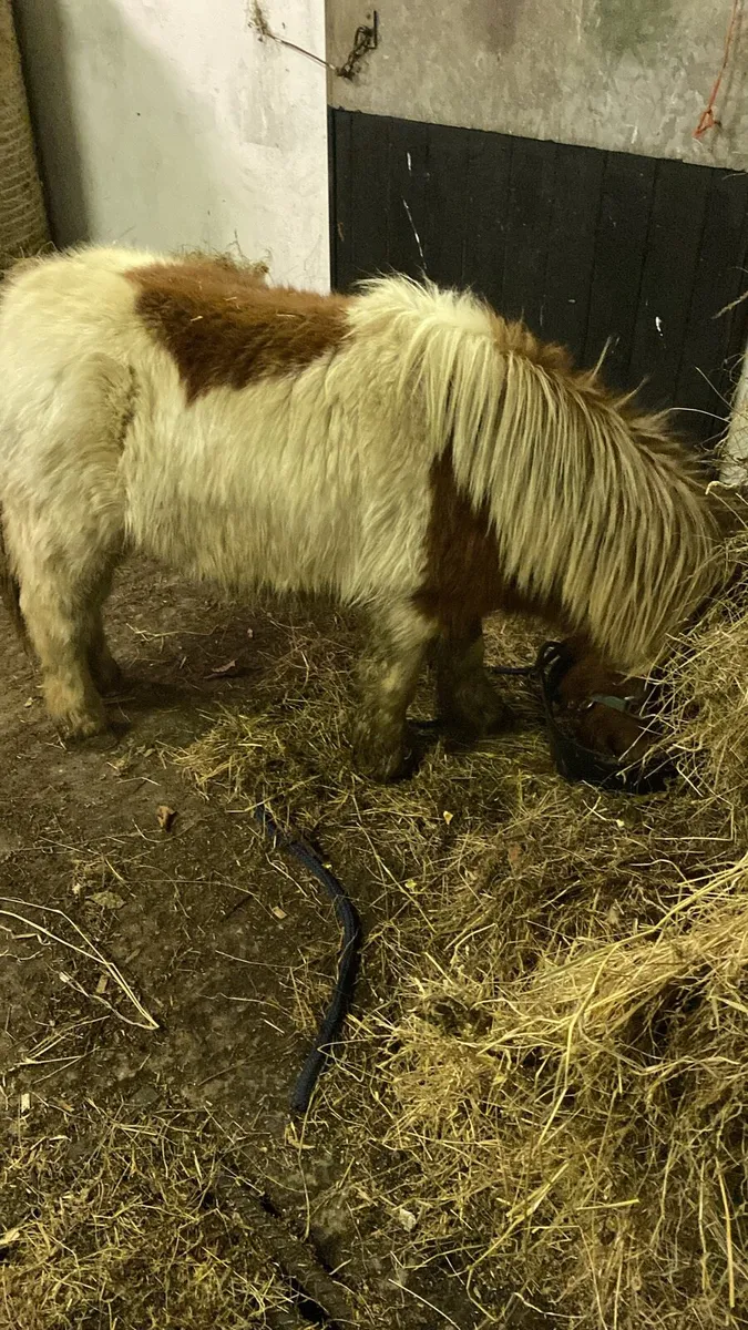 Miniature Colt - Image 3