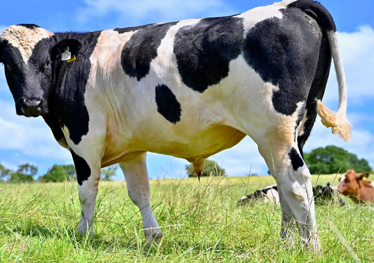 Friesian Bull Pedigree - Image 1